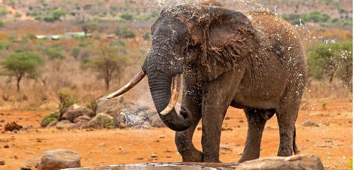 Tsavo West Lodges and Camps: Historic Lodges, Conservancies, and Eco-Camps