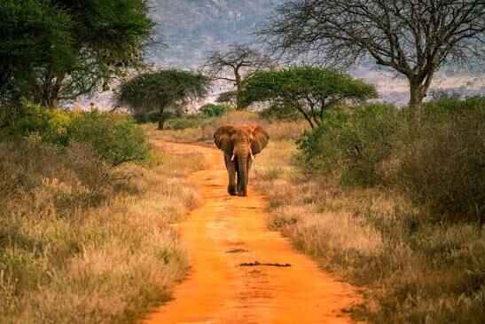 Tsavo West National Park: Access, History, and Route Fit