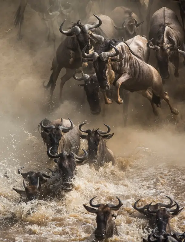 Kenya safari landscape