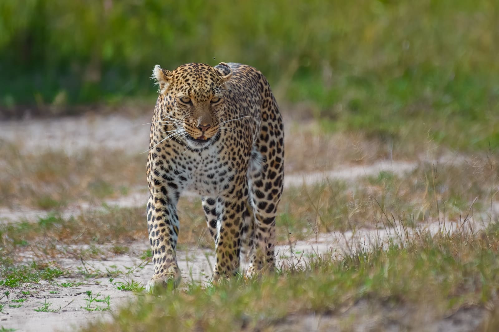 Masai Mara vs Serengeti: Which Route Fits Your Travel Style?