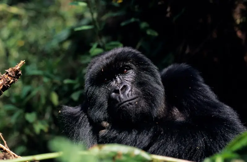 Rwanda