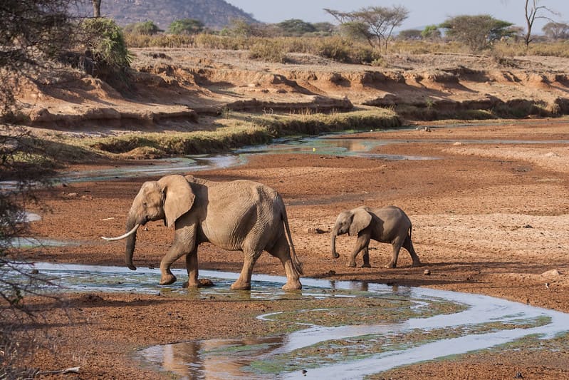 Samburu National Reserve: Northern Kenya's Wild, Arid Frontier