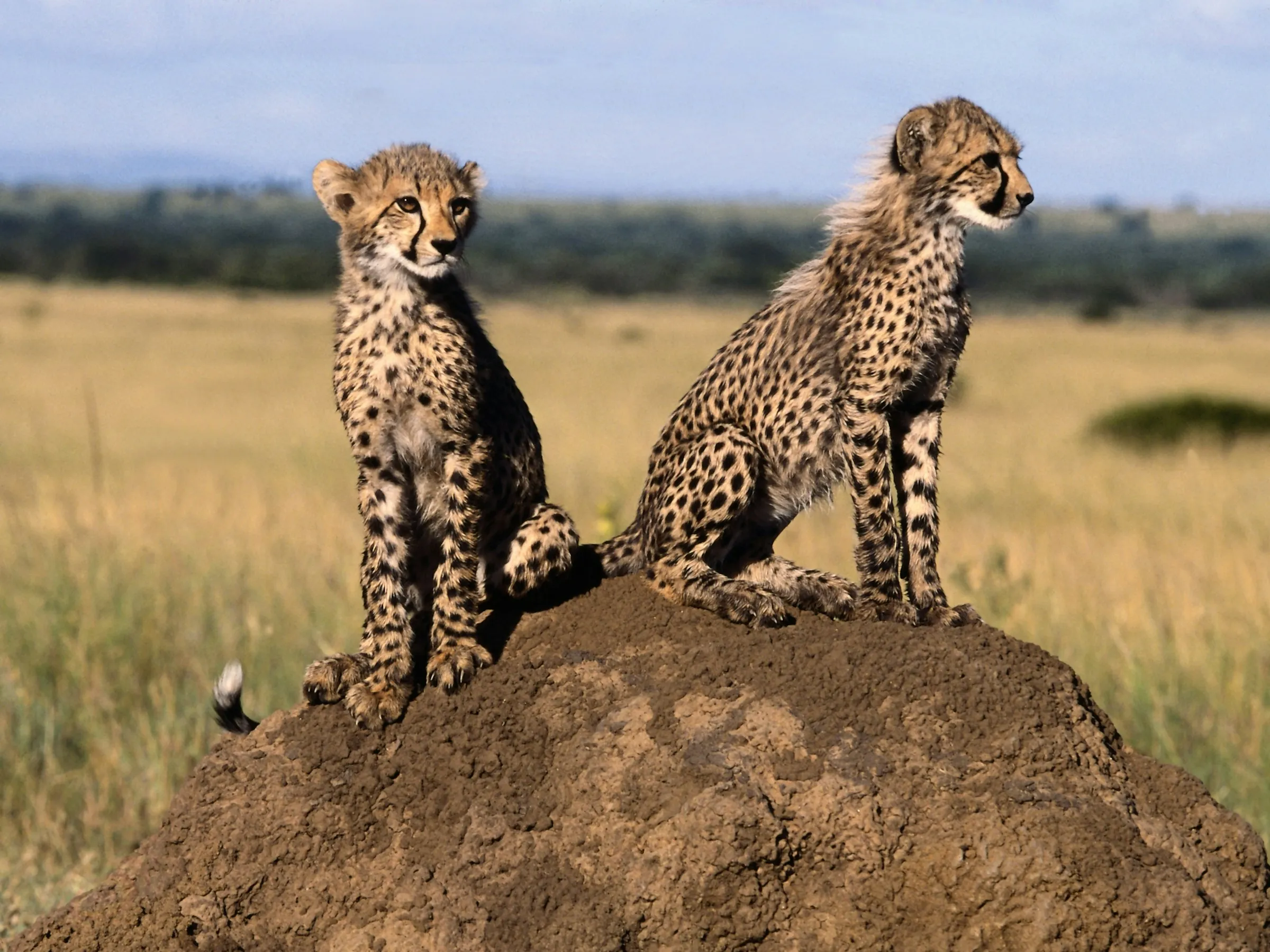 Cheetah cubs perched on a termite mound in the Mara