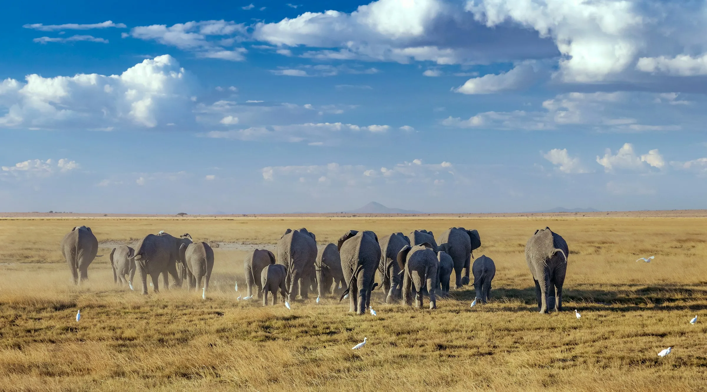 Amboseli National Park: Elephants and the Roof of Africa