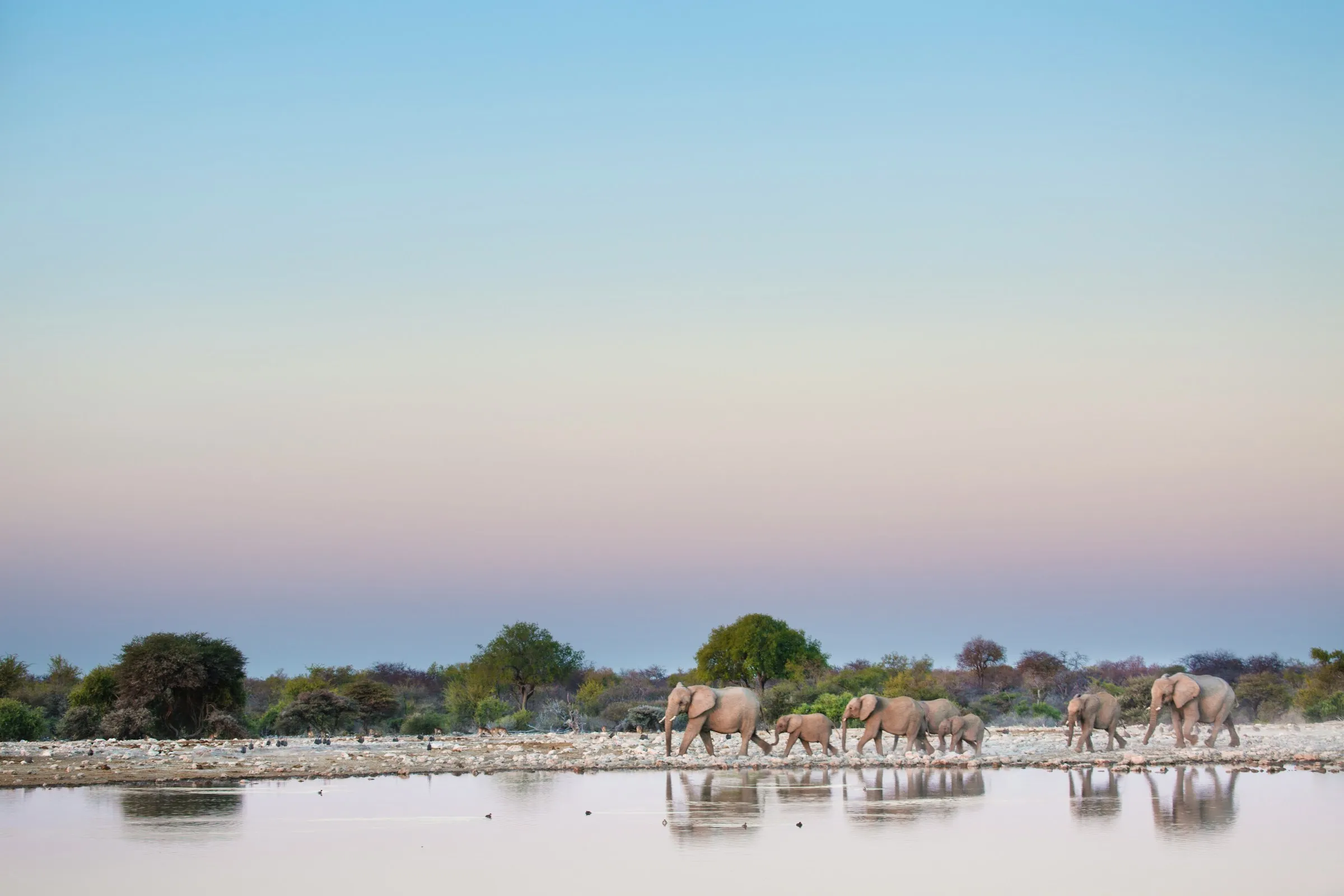 Elephant herd at a waterhole at dusk