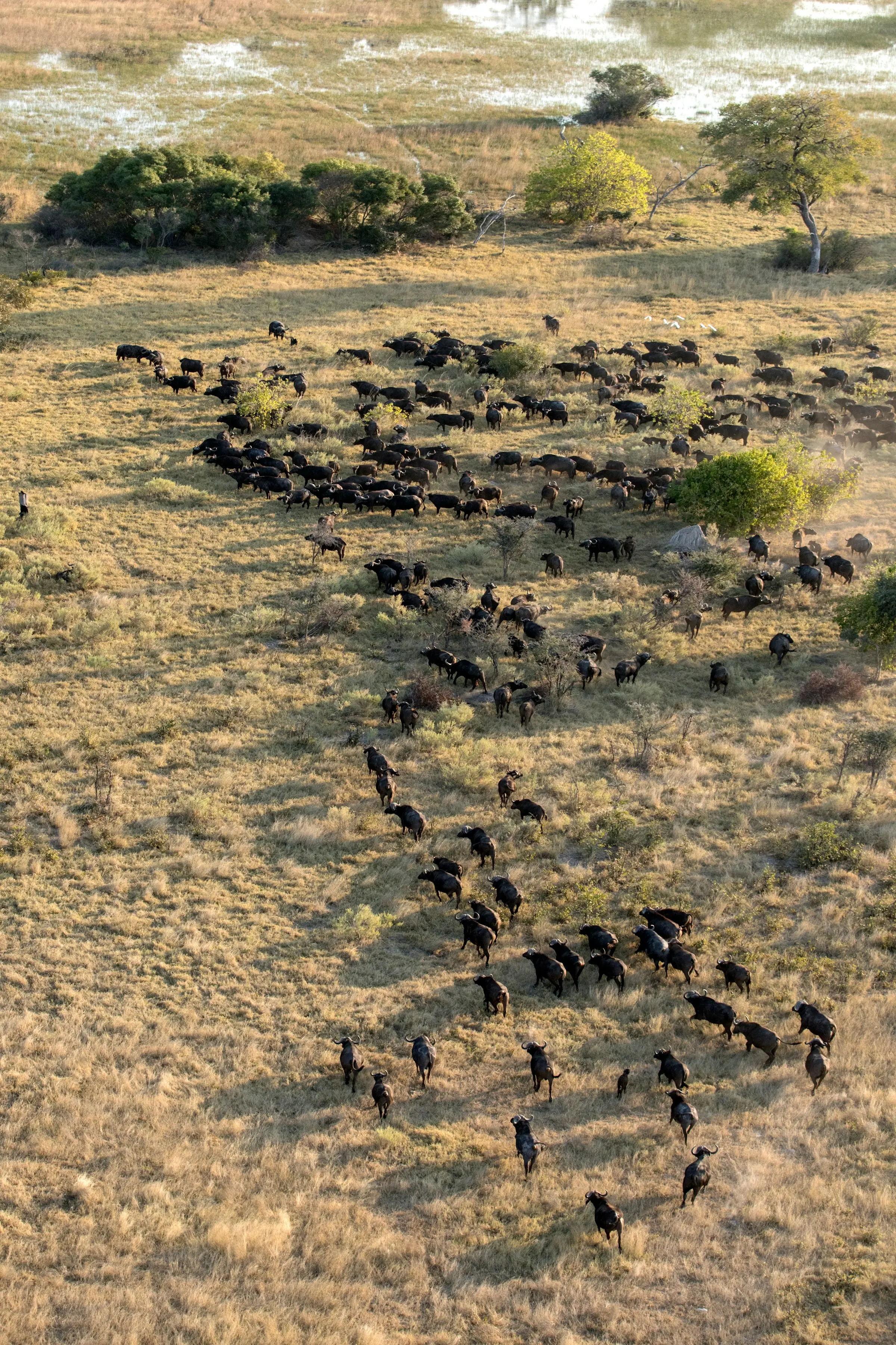 Aerial view of a Cape buffalo herd moving through the Mara