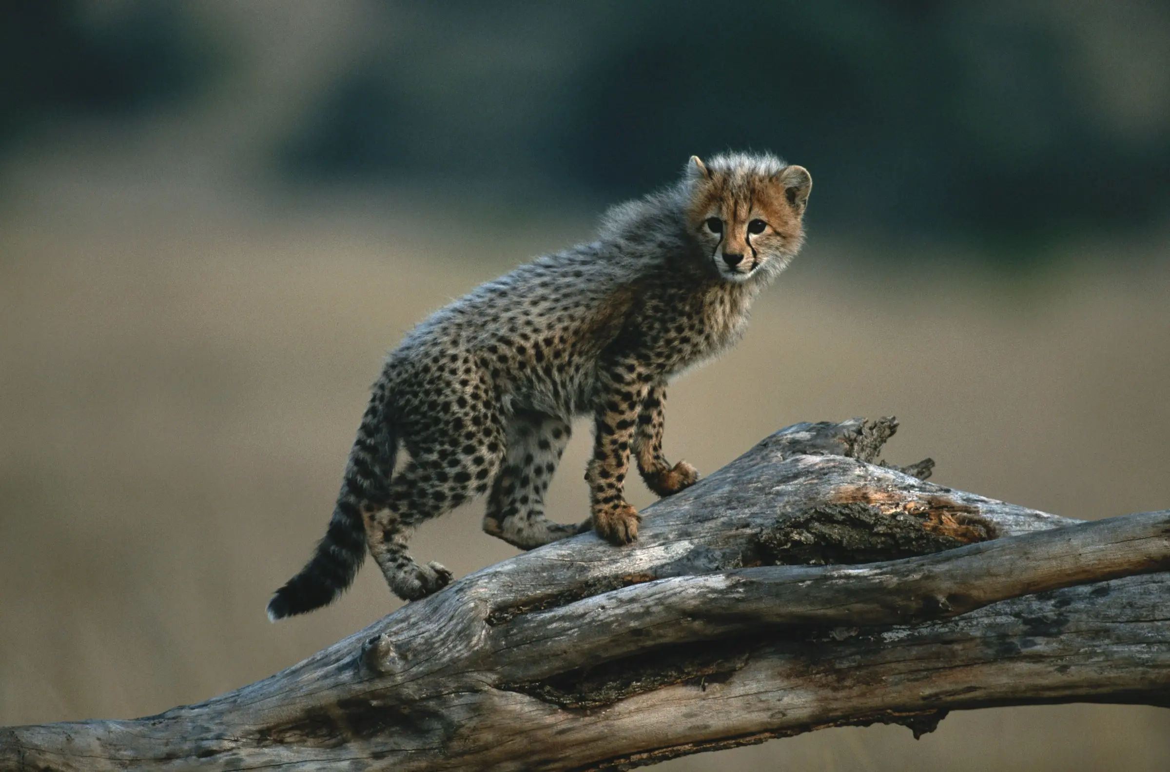Young cheetah cub balancing on a weathered log