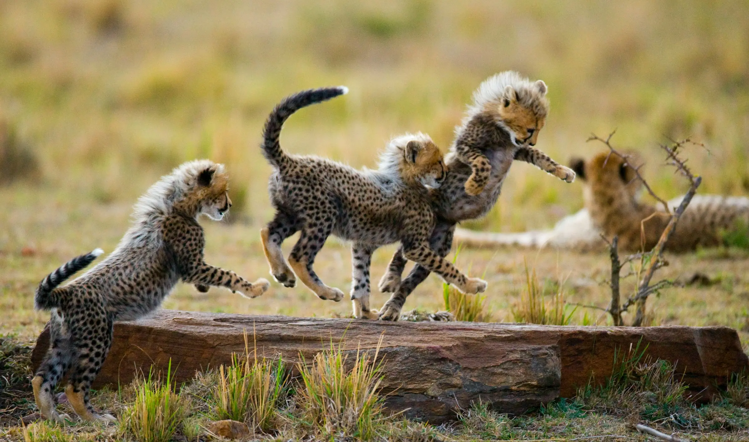 Cheetah cubs playing on a fallen log