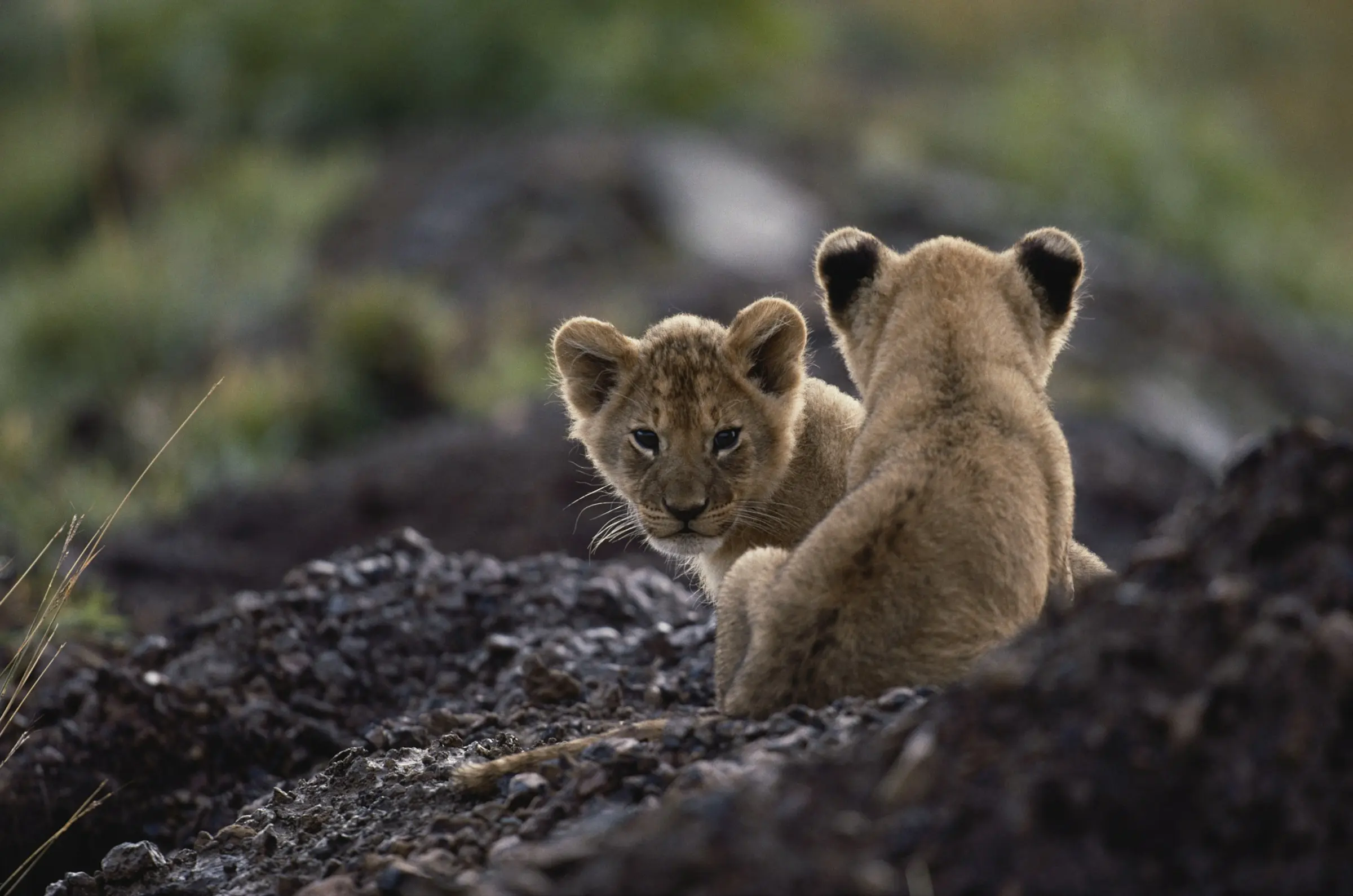 Lion cubs resting among rocky outcrops