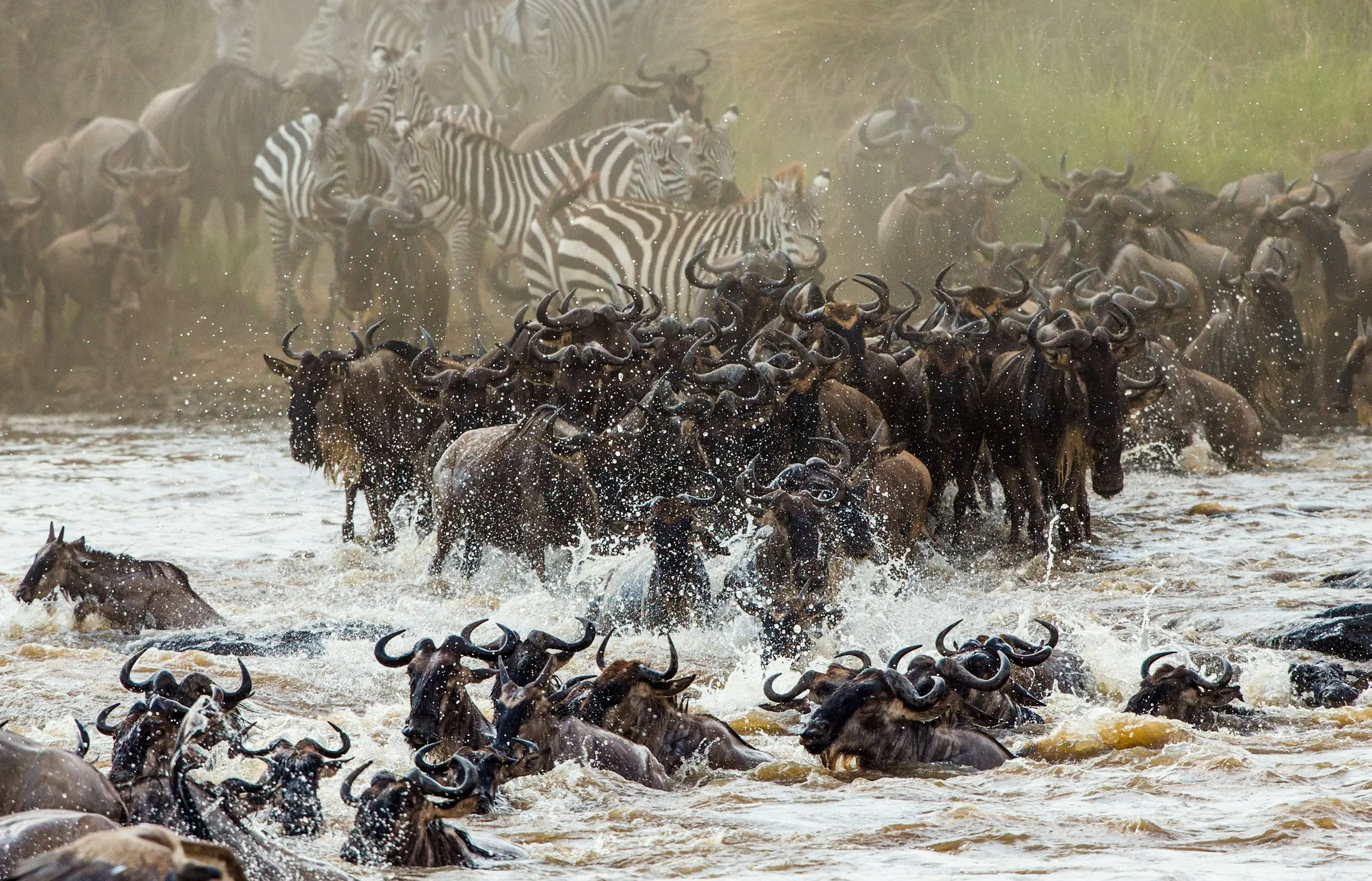 The Great Wildebeest Migration: Month-by-Month Planning Guide