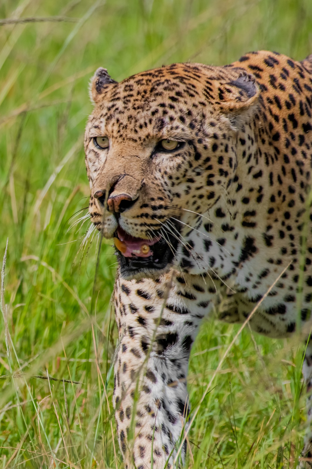 Leopard in Masai Mara during afternoon game drive
