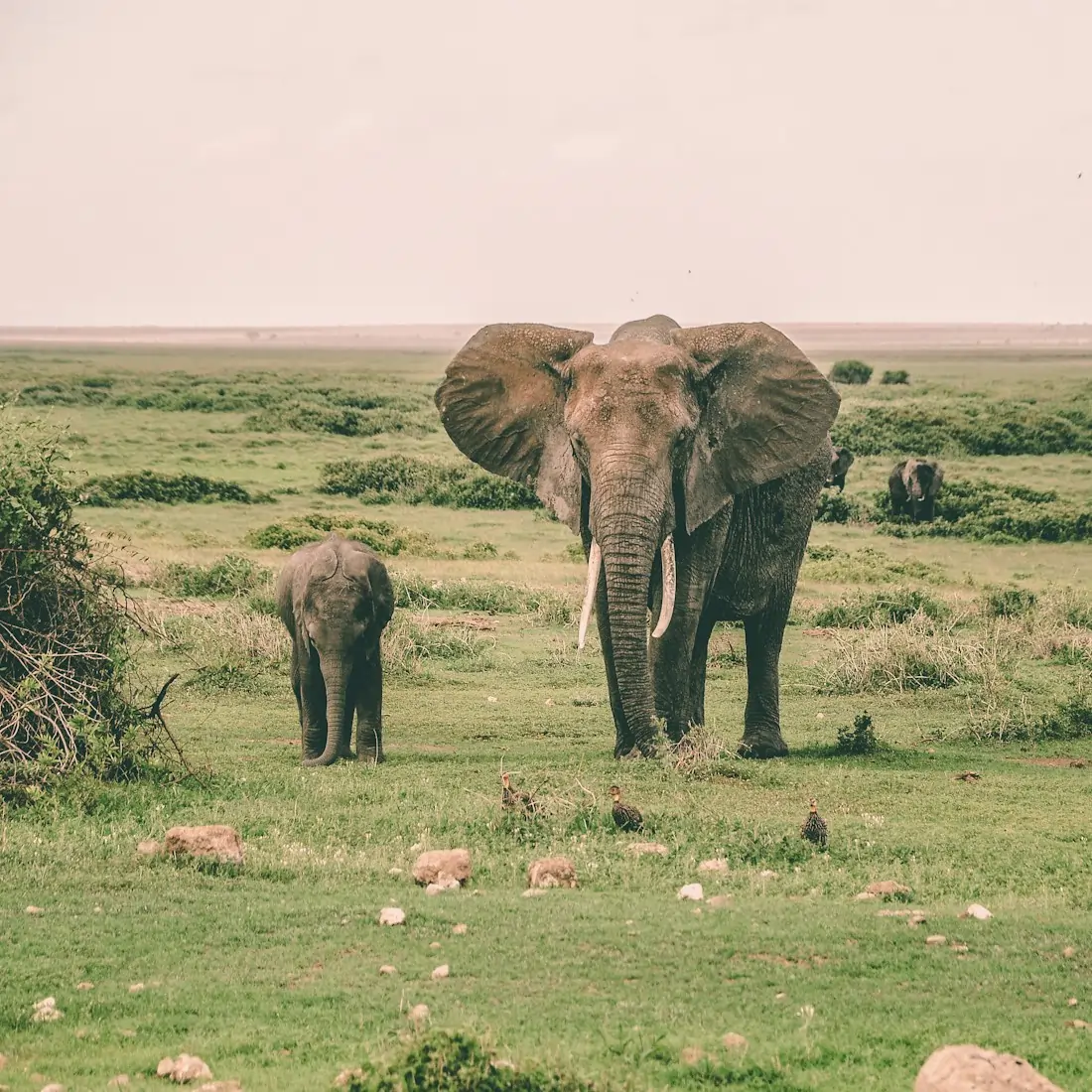 Tarangire in Tanzania