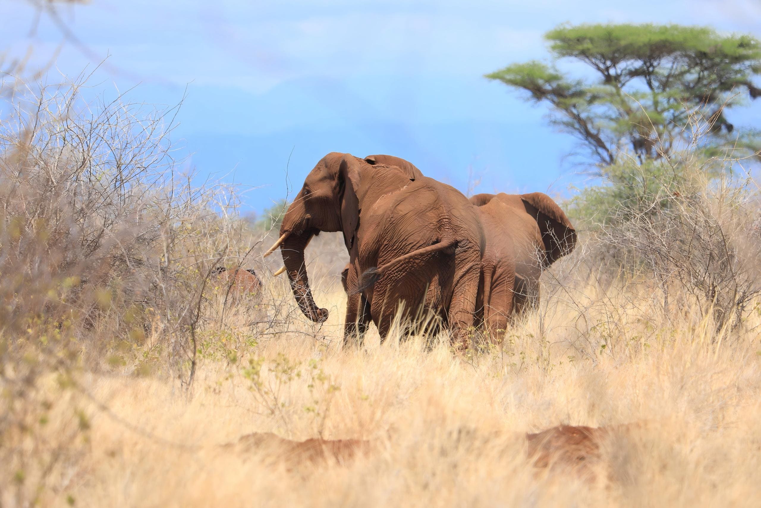 Full-Day Meru Wildlife Exploration on Day 2