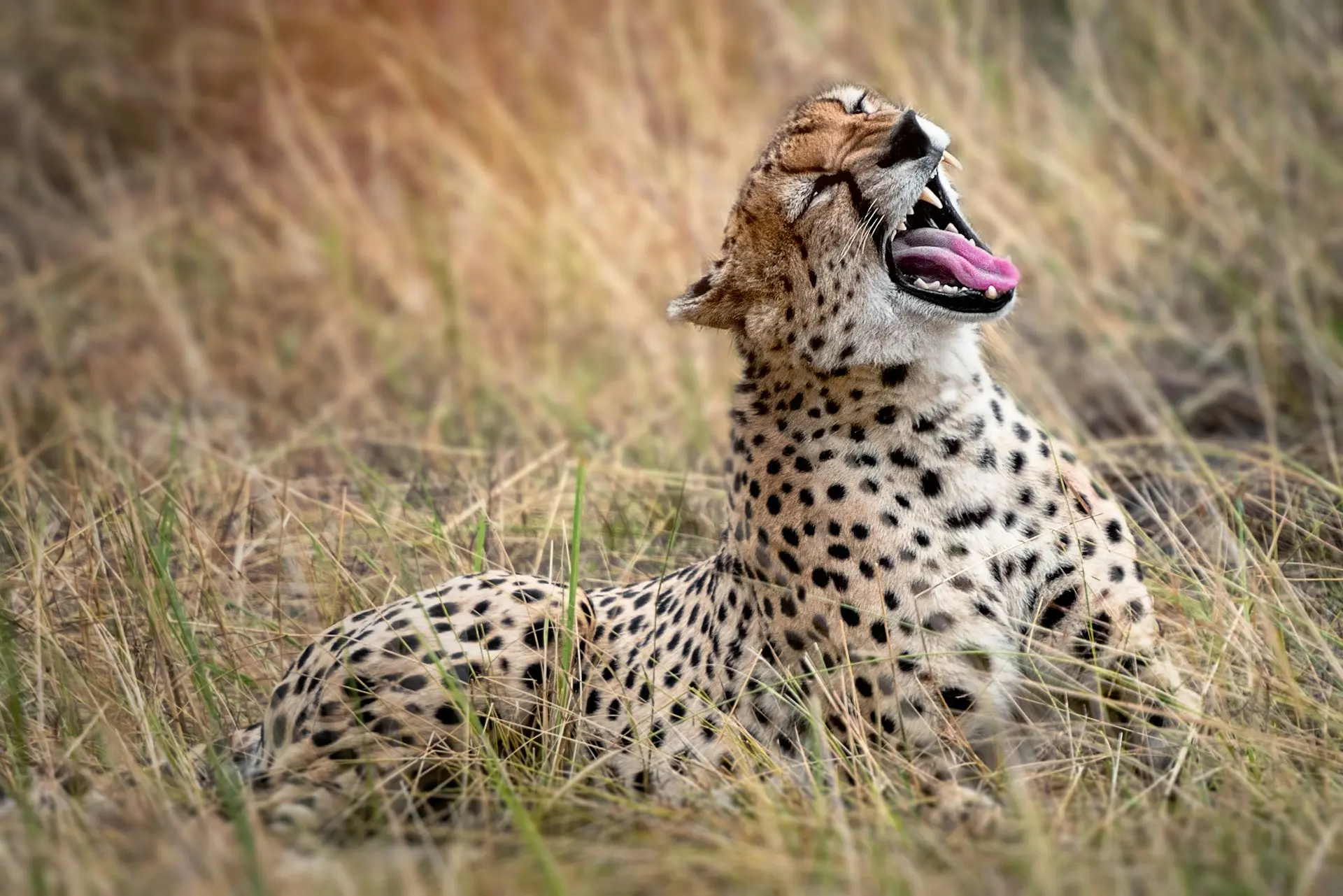 Full Day in Serengeti on Day 5