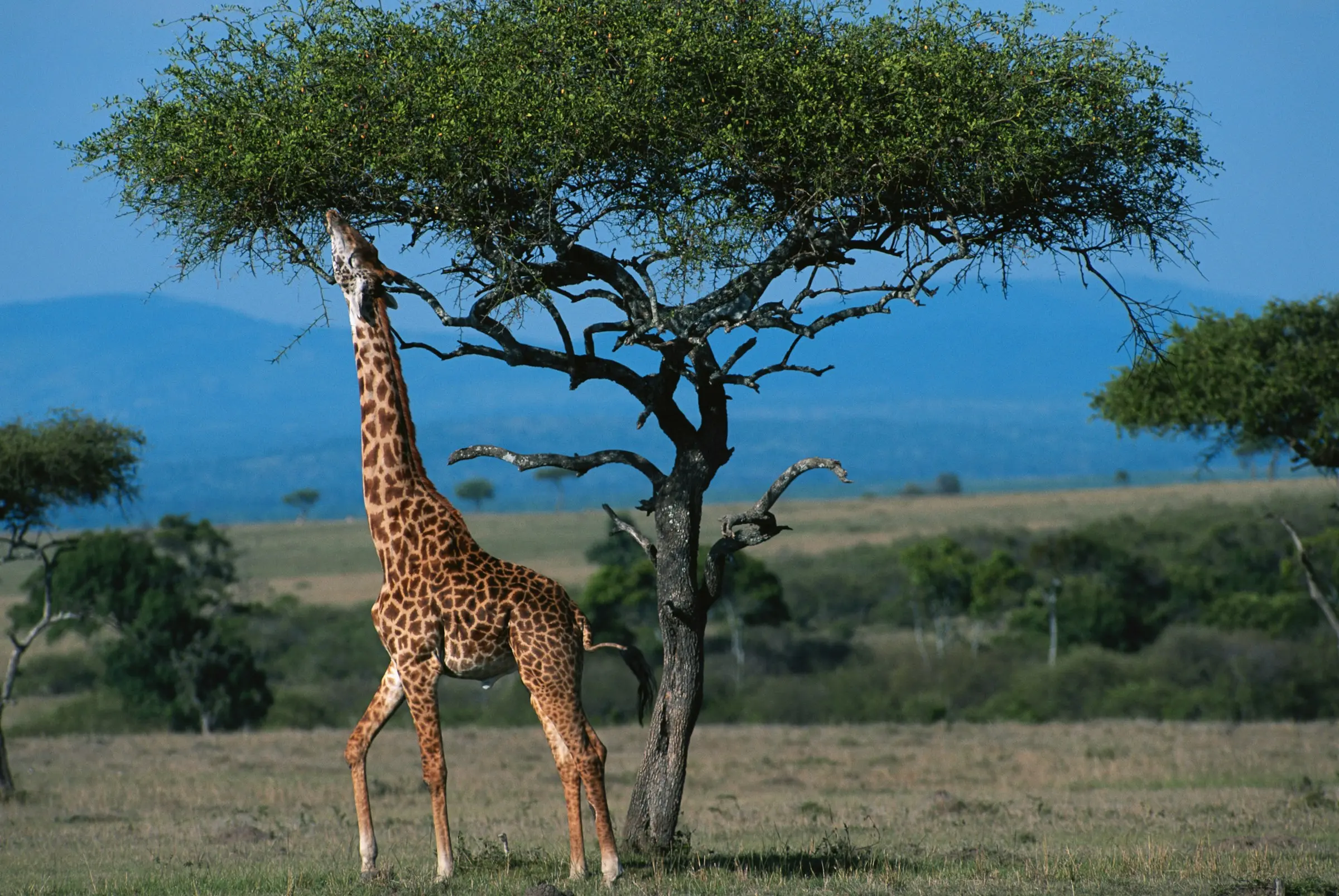 Tanzania safari moment