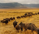 3 Days 2 Nights Masai Mara Top Rated Safari