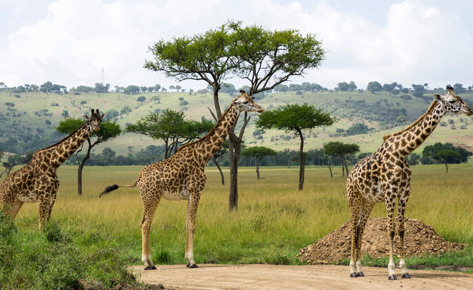 Why visit Samburu National Reserve