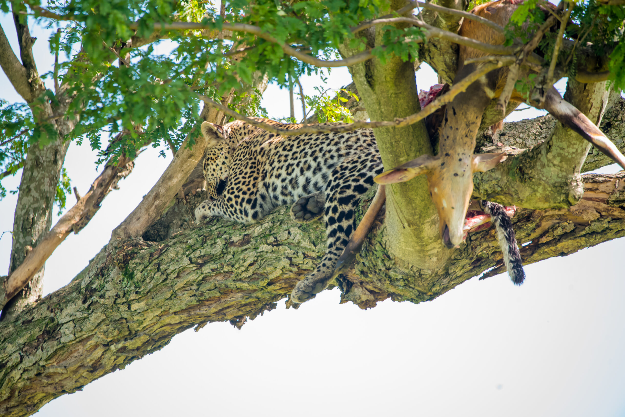 5 days Masai Mara, Lake Nakuru, Lake Naivasha Safari