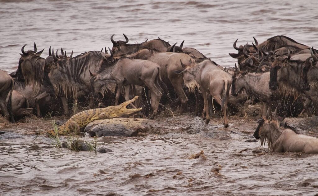 Wildebeest Migration 2024