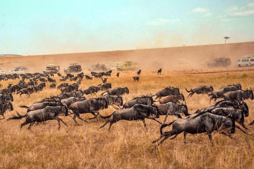 4 Days Masai Mara
