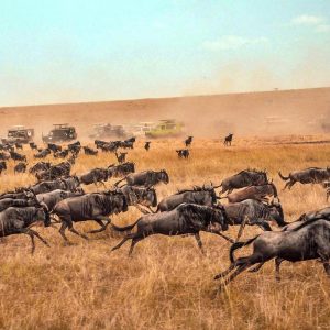 4 Days Masai Mara