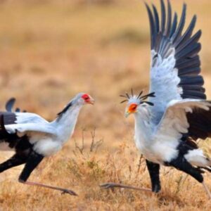 7 Days bird Kenya Bird watching